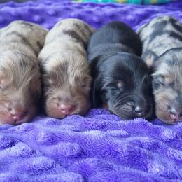 Black tan - Black and tan female Dachshund puppy in Ashford, Alabama from Circle City Dachshunds