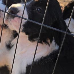 English Springer Spaniels from Karen's English Springer Spaniels