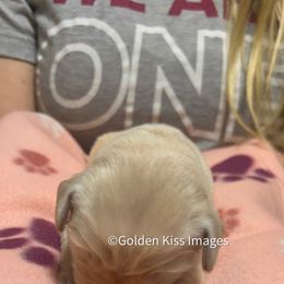 Golden Retriever Puppies from Golden Kiss Retrievers