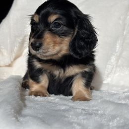 Espresso - Black and tan male Dachshund puppy in Murrieta, California from Dash of Love
