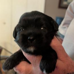 Landon - Black male Lhasa Apso puppy in Fort Worth, Texas from Cynthia's Lhasa Apsos
