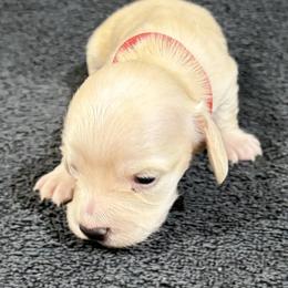 Valley - Cream female Dachshund puppy in Little Rock, Arkansas from Divine Doxies