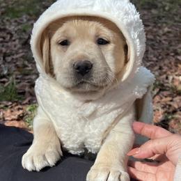 Labrador Retriever Puppies from Flashylabs AKC GRAND CHAMPION SIRED