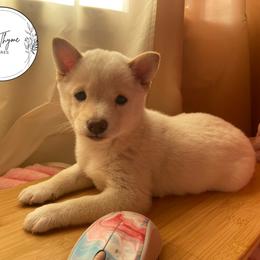 Shiba Inu Puppies from EndThyme Acres