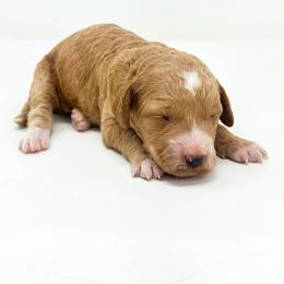 LIBERTY - Red  female Goldendoodle puppy in Davison, Michigan from Dreaming Doodles