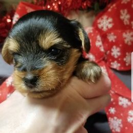 Jasper - Black and tan male Yorkshire Terrier puppy in Hot Springs, Arkansas from Kimberly's Lovable Littles