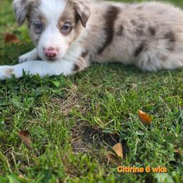 Citrine - Red merle female Border Collie puppy in Richmond, Maine from Lil Maine Border Collies