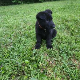 Jackson - Black male German Shepherd puppy in White Cloud, Michigan from Von WestLynn German Shepherds