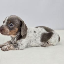 Little Biy - Fawn (isabella) and tan male Dachshund puppy in Liberty, South Carolina from Golden Creek Miniature Farm