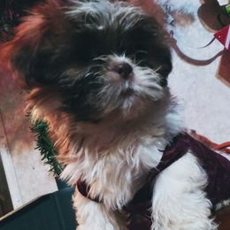 Chihuahuas, Companion Crosses, and Shih Tzus from Dilka's Puppies