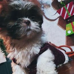 Chihuahuas, Companion Crosses, and Shih Tzus from Dilka's Puppies