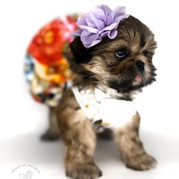 Reserved - Brindle Shih Tzu puppy in League City, Texas from Divine Pups