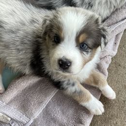 Australian Shepherd Puppies from Rolling Bend Aussies