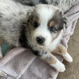 Australian Shepherd Puppies from Rolling Bend Aussies