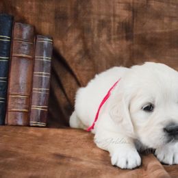 Golden Retriever Puppies from ElkRidge Goldens