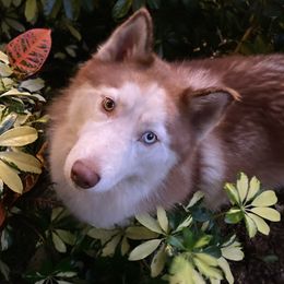 Chanel - Siberian Husky