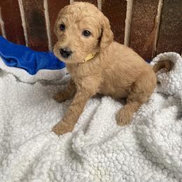 Labradoodle Puppies from Faulkner Doodles