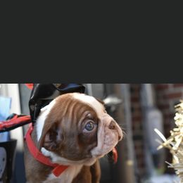 Reeses - Boston Terrier puppy in New Cumberland, Pennsylvania from BB and C Bostons