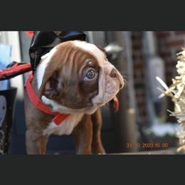 Reeses - Boston Terrier puppy in New Cumberland, Pennsylvania from BB and C Bostons
