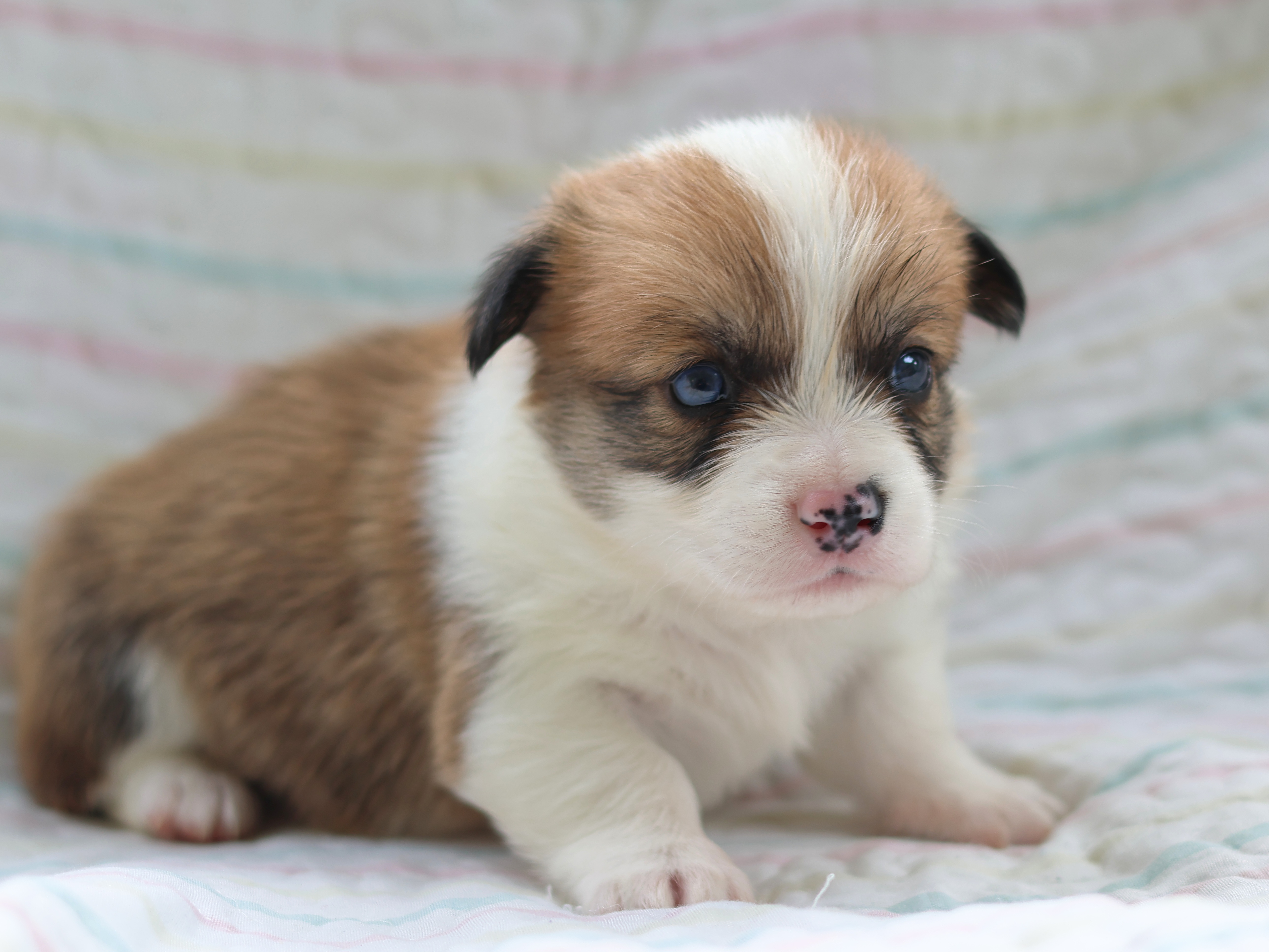 Boy 1 - Sable Pembroke Welsh Corgi puppy in Karnack, Texas from Sureshot Corgis