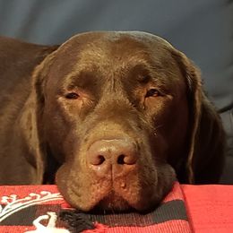 Debandles Maevie - Labrador Retriever