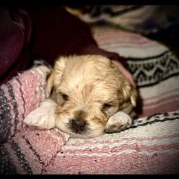 Morkie Puppies from The Morkie Mom