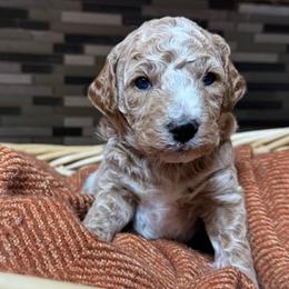 Champ - Red  male Poodle puppy in Akeley, Minnesota from Blessed Acres Miniature Poodles