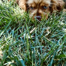 Cockapoos, Goldendoodles, Labradoodles, and Poodles from Hope Lane Kennels