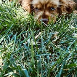 Cockapoos, Goldendoodles, Labradoodles, and Poodles from Hope Lane Kennels