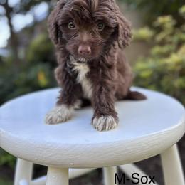 Sox - Brown and white male Aussiedoodle puppy in Strasburg, Pennsylvania from Still Water Puppies