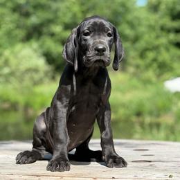 Sage - Black female Great Dane puppy in Beulah, Michigan from Northwood Euro Danes and Bassets