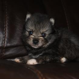 Biscuit - Wolf sable male Pomsky puppy in Coos Bay, Oregon from Ocean View Pomskies