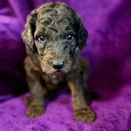 Titana - Parti female Poodle puppy in St. Johnsbury, Vermont from Poodles of the Northern Woods
