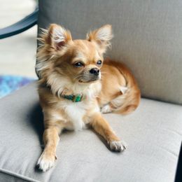Tino - Chihuahua