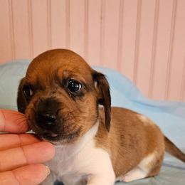 Te Amo - Red male Dachshund puppy in El Paso, Texas from Mells Weenies