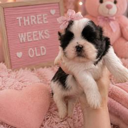 Girl 1 - Black and white female Shih Tzu puppy in Augusta, Maine from Zulas Shih Tzu of Maine