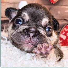 Boy 1 - Moon Pie - Tricolors male French Bulldog puppy in Elberton, Georgia from Ioney's Southern Paws Shelties, Frenchies, and Yorkies