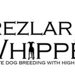 Whippets from Trezlar Whippets