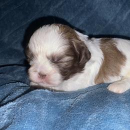 Red - Gold and white male Shih Tzu puppy in Eunice, Louisiana from 4J's Cajun Kennels