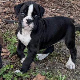 Roxy - Brindle female Boxer puppy in New Smyrna Beach, Florida from Beachside Boxers and Frenchies