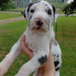 Lucy - Harlequin female Great Dane puppy in Marshall, Michigan from Dream K9