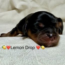 Lemon Drop (Lemmy) - Black and tan female Cavalier King Charles Spaniel puppy in Auburn, Washington from Enchanted Cavaliers