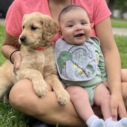 Aussiedoodle and Goldendoodle Puppies from Gray Doodles