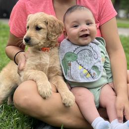 Aussiedoodle and Goldendoodle Puppies from Gray Doodles