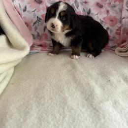 Betty - Black rust and white female Bernese Mountain Dog puppy in Thomasville, North Carolina from Beitzel Babies