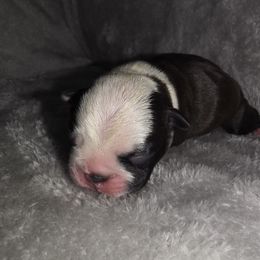 White split face - Black brindle and white male Boston Terrier puppy in Harrodsburg, Kentucky from Joey's Boston Terriers