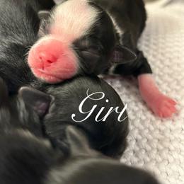 Cosy - Black and white female Shichon puppy in Seymour, Tennessee from Mel’s Teddy Bear Puppies