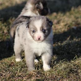 Girl 2 - female Miniature American Shepherd puppy in Williamston, Michigan from Rust Belt Farms