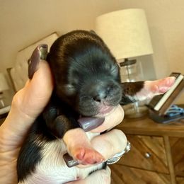 Albus - Black and white male Shih Tzu puppy in Magnolia, Texas from Furbourne Farms