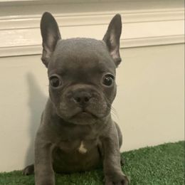Boy 2 - Blue French Bulldog puppy in Pennsylvania from R & C French Bulldogs